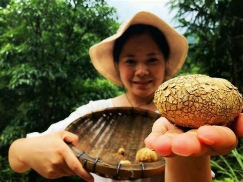 沙地里一種「蘑菇」，城裡一斤能賣50塊，農村人卻很少吃！ 每日頭條