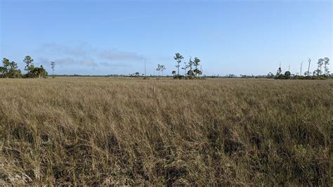 2023 Family Fun Everglades Swamp Buggy Tour.