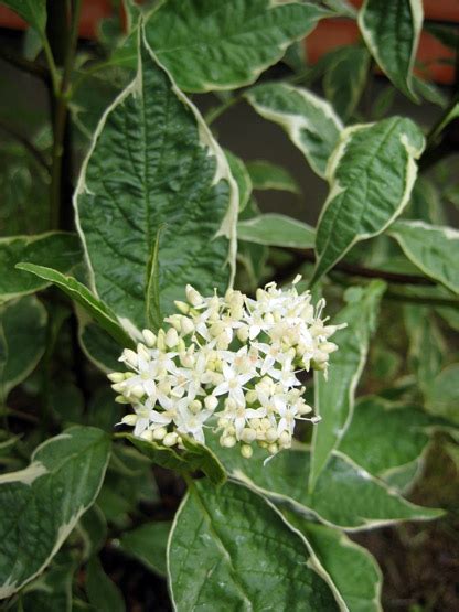 Дерен белый Аргентеомаргината (Cornus alba Argenteomarginata ...