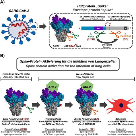 Infection Researchers Identify Starting Points For SARS CoV 2 Vaccine