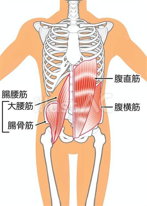 腸腰筋・大腰筋・腸骨筋・腹直筋・腹横筋イラスト No 23705247／無料イラスト フリー素材なら「イラストac」