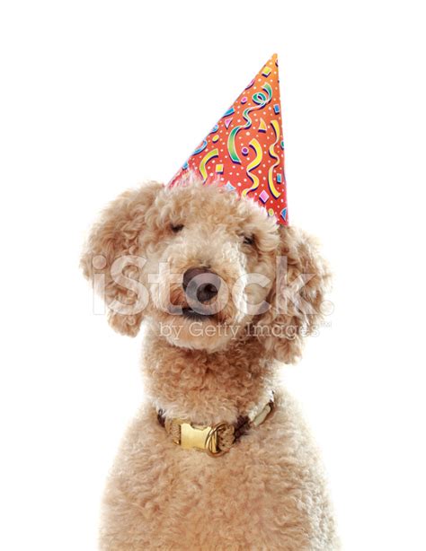 Poodle Wearing Party Hat Stock Photo | Royalty-Free | FreeImages