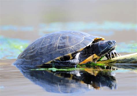 вода черепах стоковое изображение. изображение насчитывающей природа ...