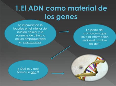 PPT Genes y manipulación genética PowerPoint Presentation free