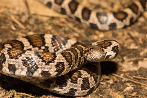 Michigan Snakes: Identification Guide to All Species + Pics