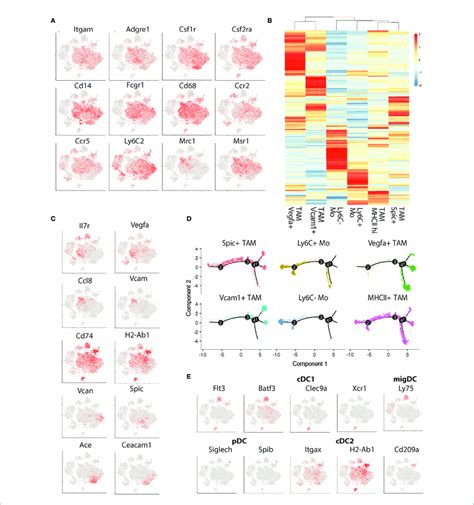 Transcriptional Phenotyping Of Tumor Associated Macrophage