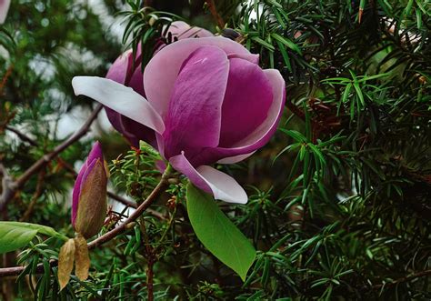 HD wallpaper: tulip tree, royal botanical gardens, hamilton ontario ...