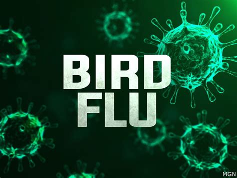 Bird flu confirmed in Osage County turkey flock - ABC17NEWS