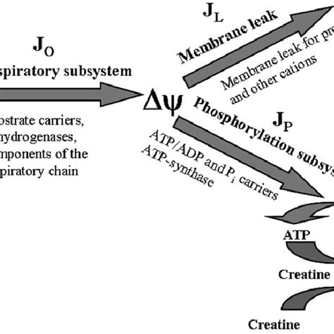 Division Of The Oxidative Phosphorylation System To Three Subsystems Download Scientific