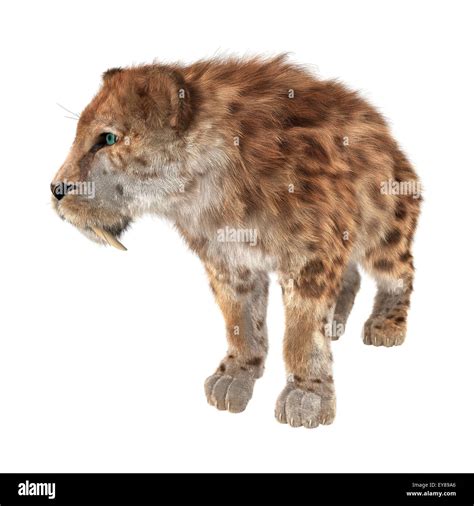 Digital 3d Render De Un Smilodon O Un Gato Dientes De Sable Aislado