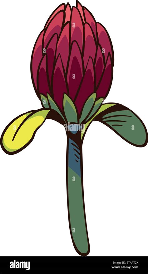 South Africa King Protea Bloom Stock Vector Image And Art Alamy