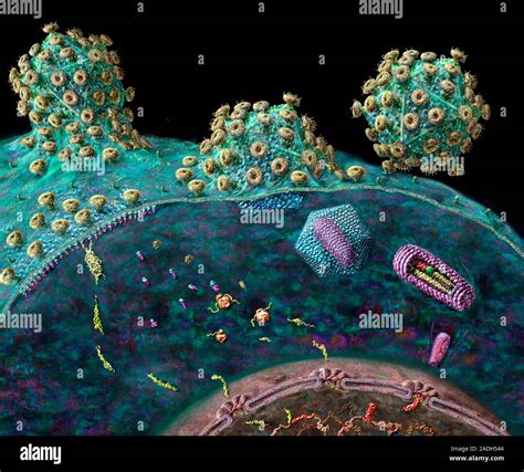 image      educational posters aids virus life cycle