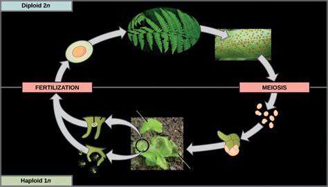 Seedless Vascular Plants OpenStax Biology Study Guides