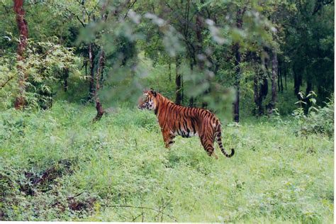 Wildlife Sanctuaries in Uttarakhand, Wildlife Sanctuary Holiday Packages