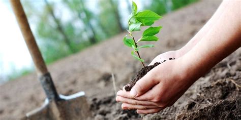 Why We Should Plant More Trees Spiritual Tree Of Life