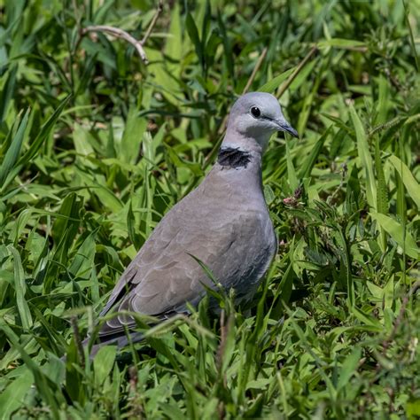 Bird Gallery - Columbiformes (pigeons and doves) - Columbidae (pigeons ...