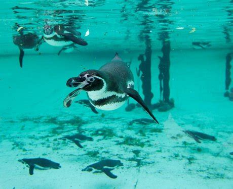 ZSL London Zoo open Penguin Beach - London Zoo's Penguin Beach - Heart
