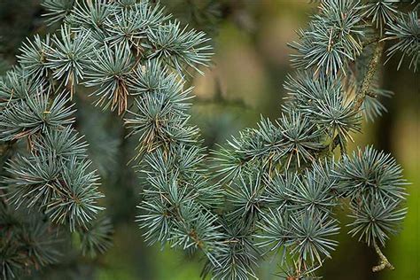 The Best Pine Fir And Spruce Identification Guide Gardeners Path