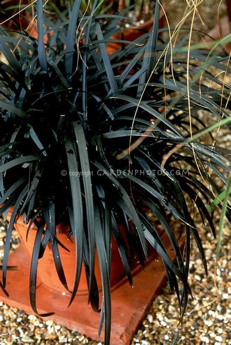 Ophiopogon Planiscapus Nigrescens Black Mondo Grass Ornamental