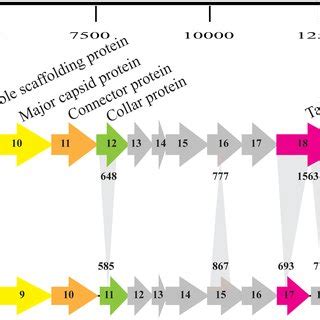 Genome Alignment Of Phages Socp And Cp The Scale Above The Phage