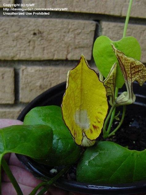 Plantfiles Pictures Aristolochia Species Yellow Dutchman S Pipe