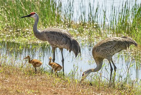 Sandhill Cranes With Chicks Photograph By Gordon Ripley Fine Art America