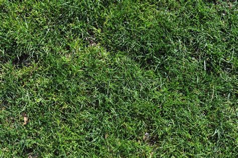 Real grass texture stock image. Image of brightful, landscape - 99638115