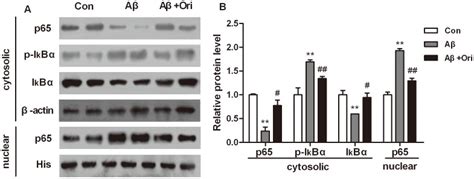 A Representative Image Of Western Blotting Of P P I B I B In