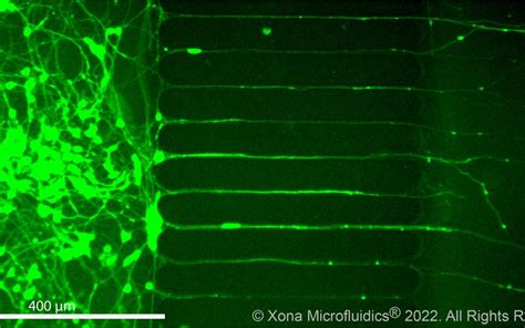 Growing Brainxell Hipsc Neurons In Xonachips® And Silicone Pdms