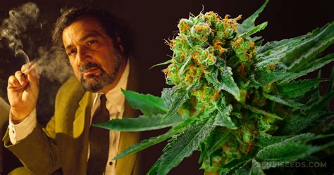 Cannabis Sortenportrait Jack Herer Von Sensi Seeds Sensi Seeds