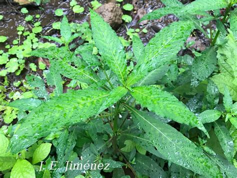 Hygrophila Costata Ecos Del Bosque