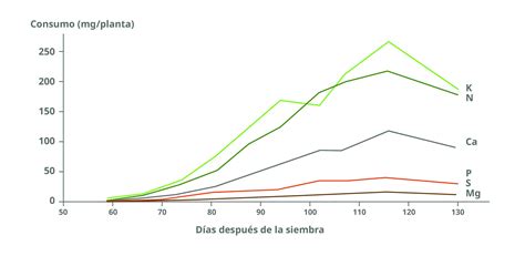 Abono Casero Con Café Y Cebolla Nutrición Natural Para Tus Plantas