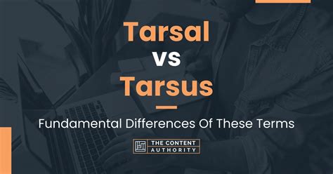 Tarsal Vs Tarsus Fundamental Differences Of These Terms