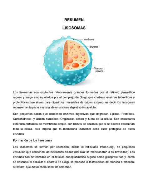 Resumen Lisosomas Resumen Lisosomas Los Lisosomas Son Orgánulos Relativamente Grandes