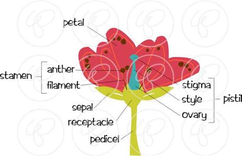 Flower Parts Science Diagram Clipart Set 300 Dpi School Teacher Clip ...