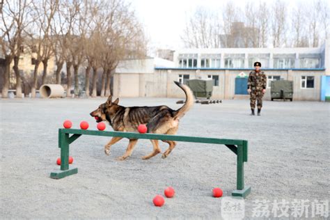 被“一泡狗尿”拉近了距离 看训导员和军犬的特殊“战友情”荔枝军事荔枝网新闻