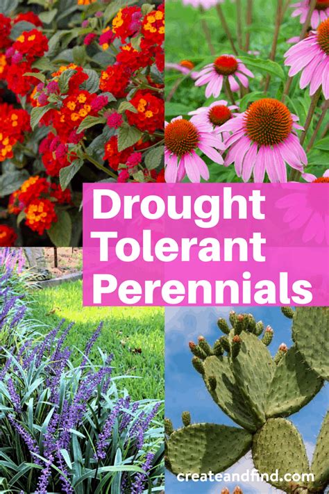 List Of Drought Tolerant Perennials For A Stellar Yard Drought