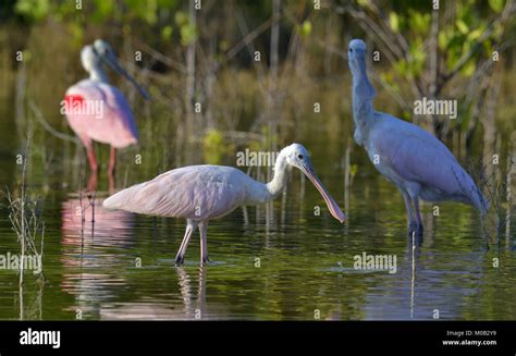 The Roseate Spoonbill Platalea Ajaja Sometimes Placed In Its Own