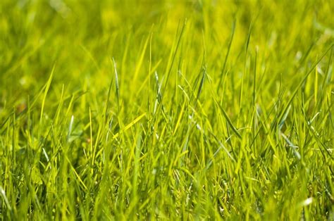 Premium Photo Fresh Green Grass Background