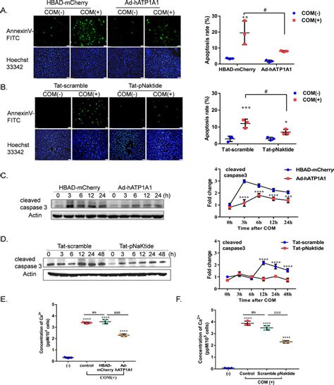 Atp A Overexpression And Pnaktide Treatment Suppressed Induced