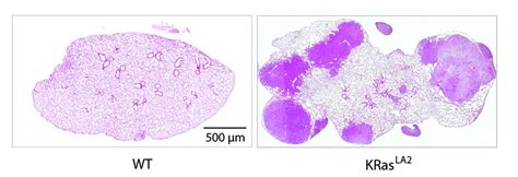 A Sigh Of Relief Insights Int IMAGE EurekAlert Science News Releases