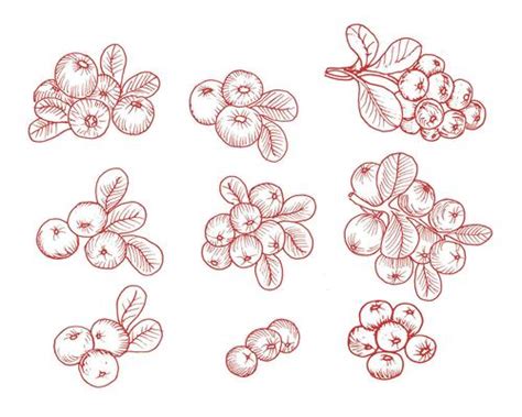 Cranberry Vector Art, Icons, and Graphics for Free Download