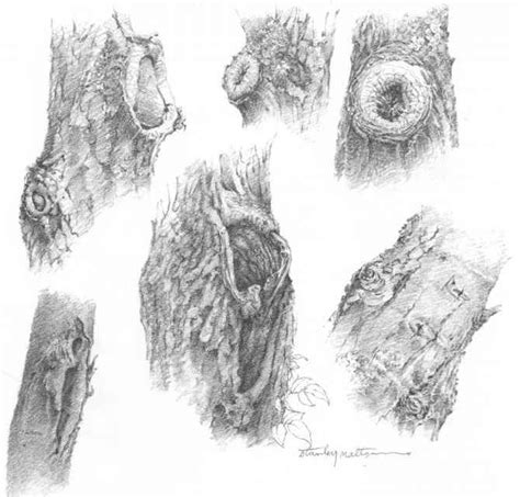 Knotholes Drawing Nature Joshua Nava Arts In 2023 Tree Drawings Pencil Tree Sketches