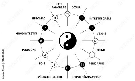 Vetor Do Stock Horloge Circadienne Des Principaux Méridiens Du Corps