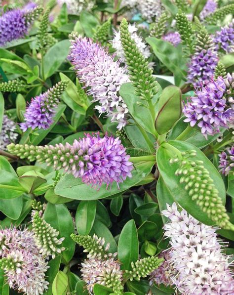 Purple Hebe Addenda Speciosa Flowers Stock Image Image Of Nature