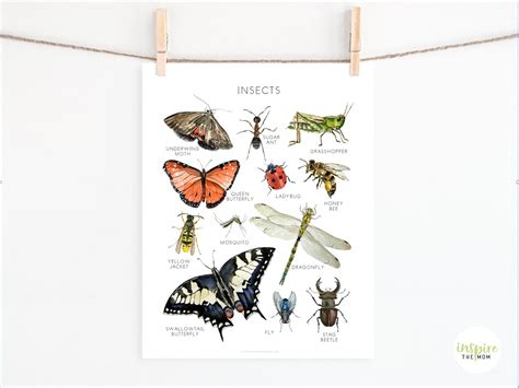 Insect Poster Educational Poster School Art Charlotte - Etsy Canada