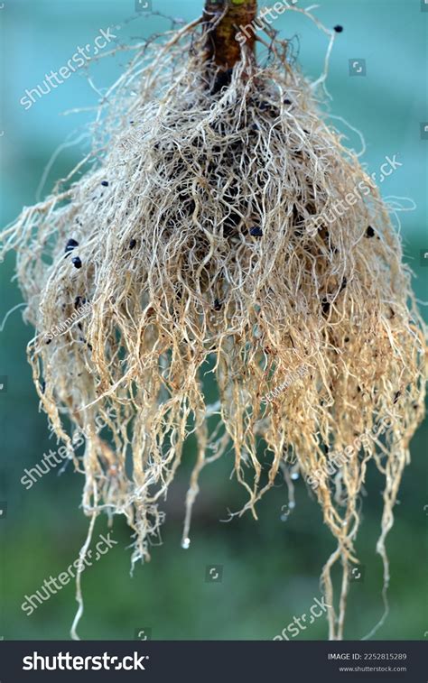 Helianthus Annuus Sunflower Roots Closeup Stock Photo 2252815289 ...