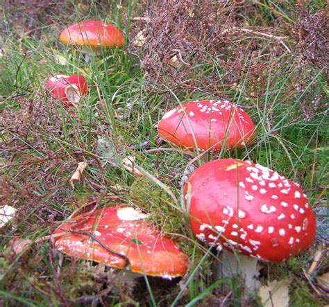 Amanita Muscaria Fly Agaric Mushroom