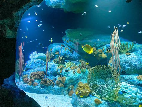 Underwater World Pattaya The Most Beautiful Aquarium In Pattaya The