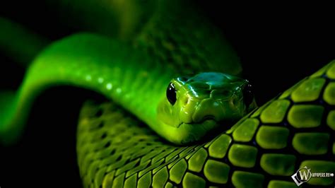 Green Snake Wallpapers Wallpaper Cave